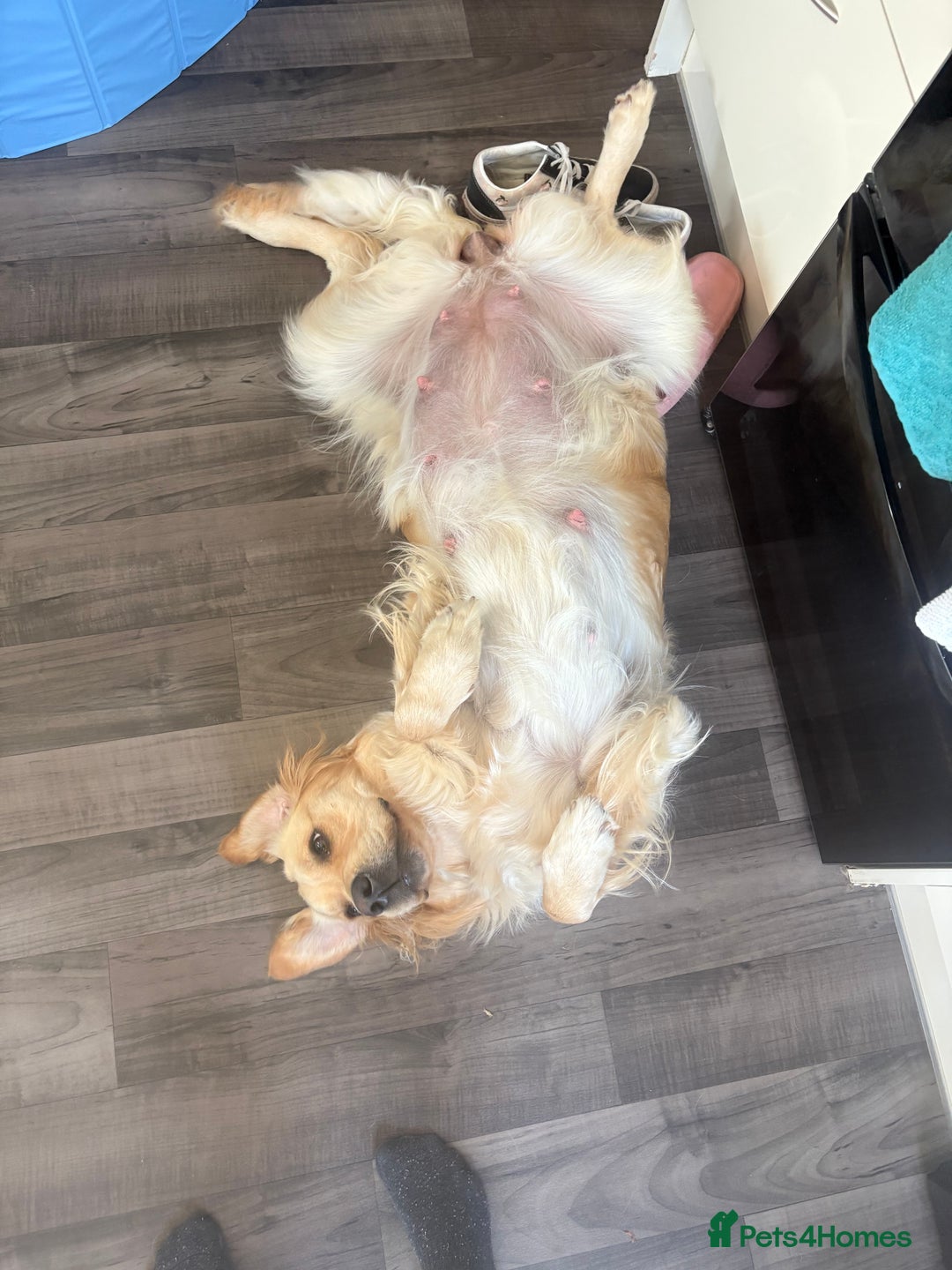 Golden Retriever dogs for sale: 5 gorgeous goldens left! - Image 2