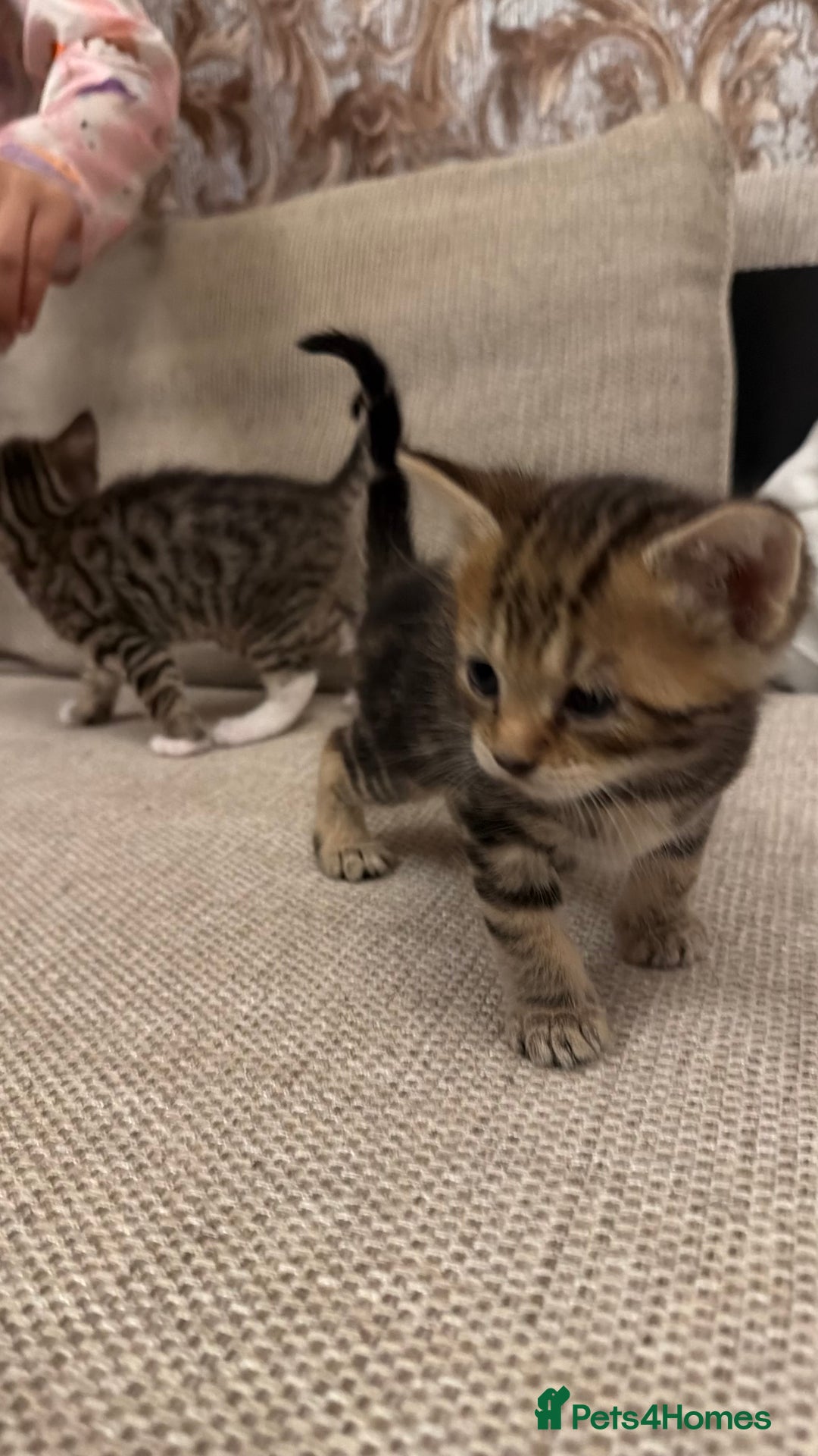 Mixed Breed cats for sale: Little Kittens  - Advert 2