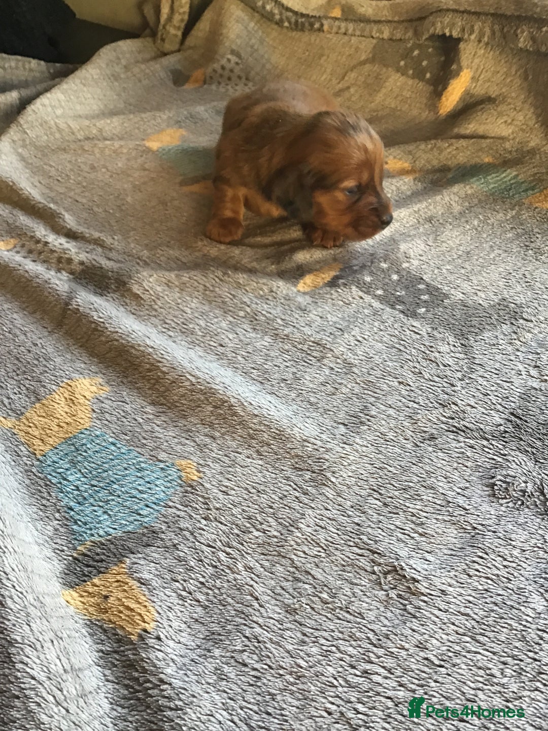 Miniature Dachshund dogs for sale: Long hair mini dachshund  - Advert 3