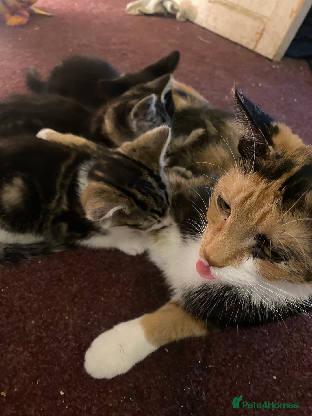 Mixed Breed cats for sale: Beautiful mixed breed kittens ready to leave 🐱 - Image 2