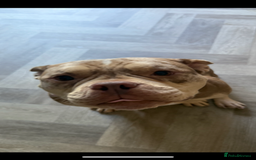 English Bulldog dogs for sale: Pocket bully girl - Image 9