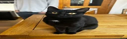 Mixed Breed cats for sale: 9 month old female kitten for sale! in Holmfirth - Advert 2