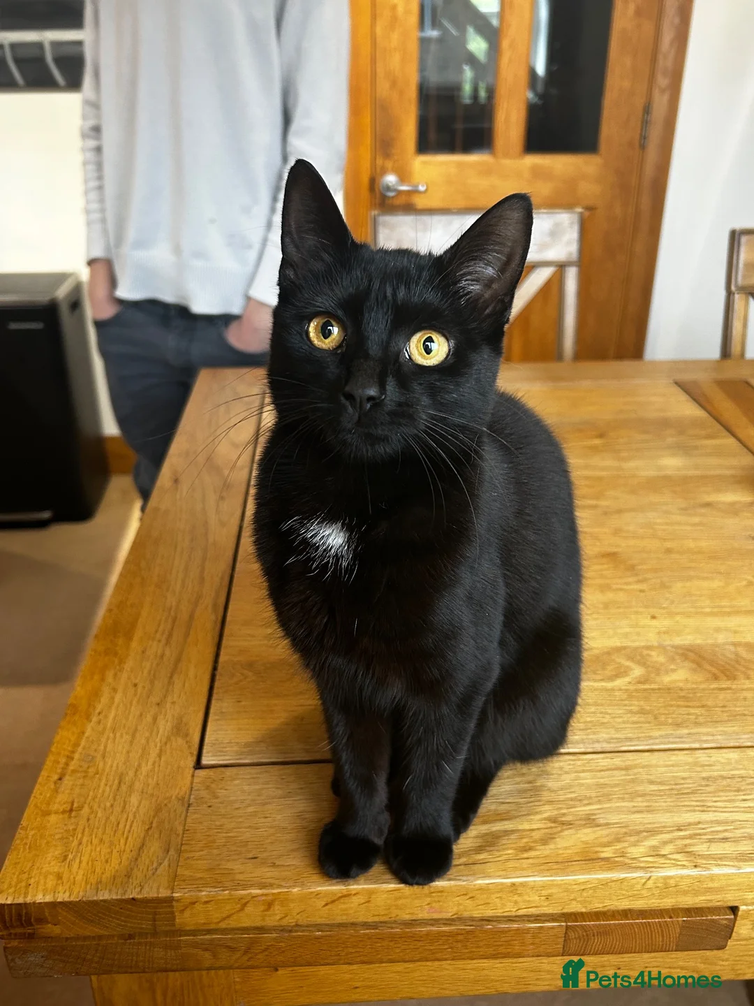 Mixed Breed cats for sale: 9 month old female kitten for sale! in Holmfirth - Advert 2