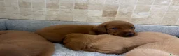 Labradoodle dogs for sale: F1B Quality Health Tested Fox Red Labradoodle  - Advert 13