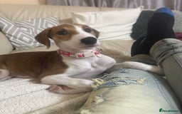 Saluki dogs for sale: Rosie is looking for her forever home  - Advert 4