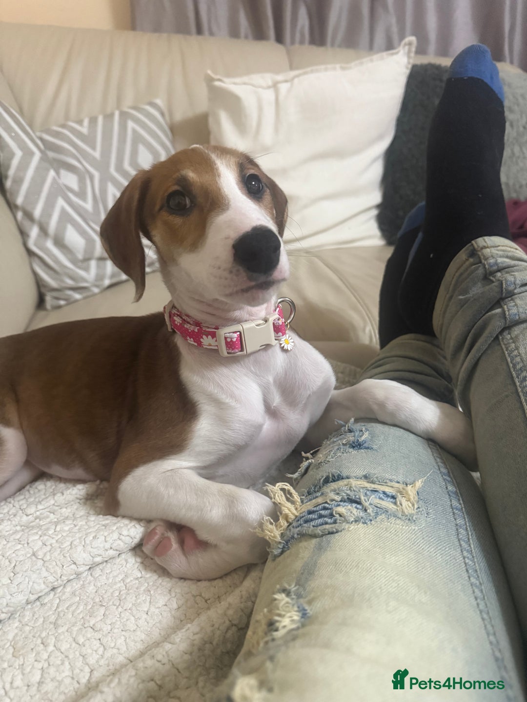 Saluki dogs for sale: Rosie is looking for her forever home  - Advert 4