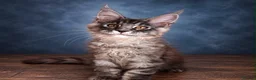 Maine Coon cats for sale: Ready to go ☺️ - Advert 4