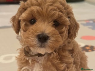 Maltipoo dogs Stunning Maltipoo puppies 1 boy left - Advert 5