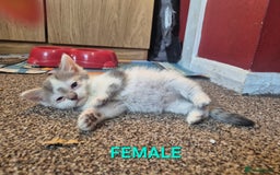 Mixed Breed cats for sale: 3 Beautiful Tabby/Russian Blue kittens - Image 2