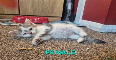 Mixed Breed cats - Advert 10