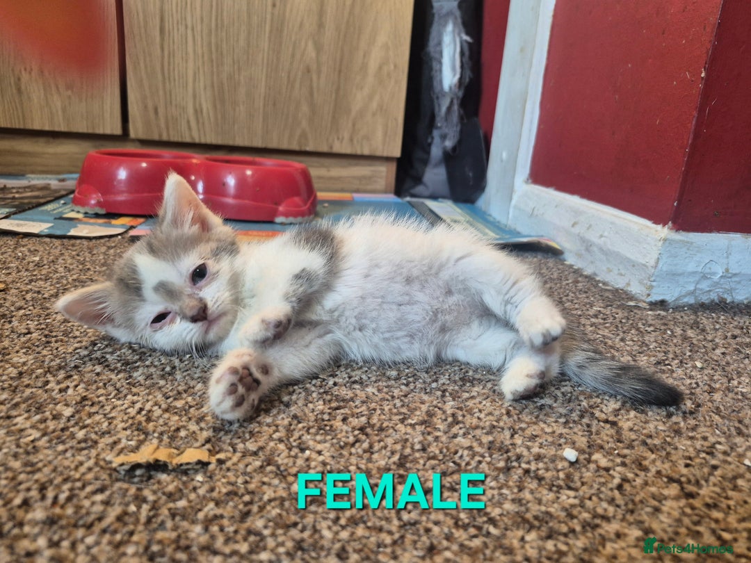 Mixed Breed cats for sale: 3 Beautiful Tabby/Russian Blue kittens - Image 2