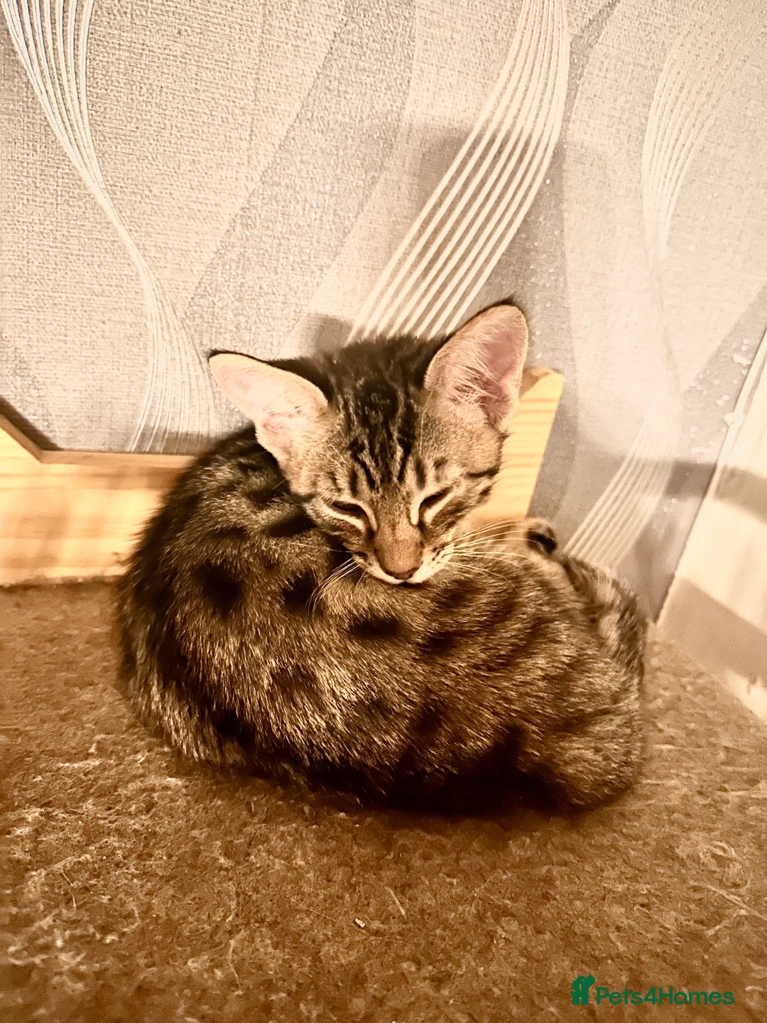 Savannah cats for sale: F4 Savannah kittens  - Advert 32