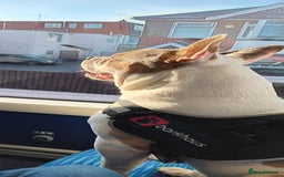 Mixed Breed dogs for sale: French bulldog cross pocket bully - Image 3