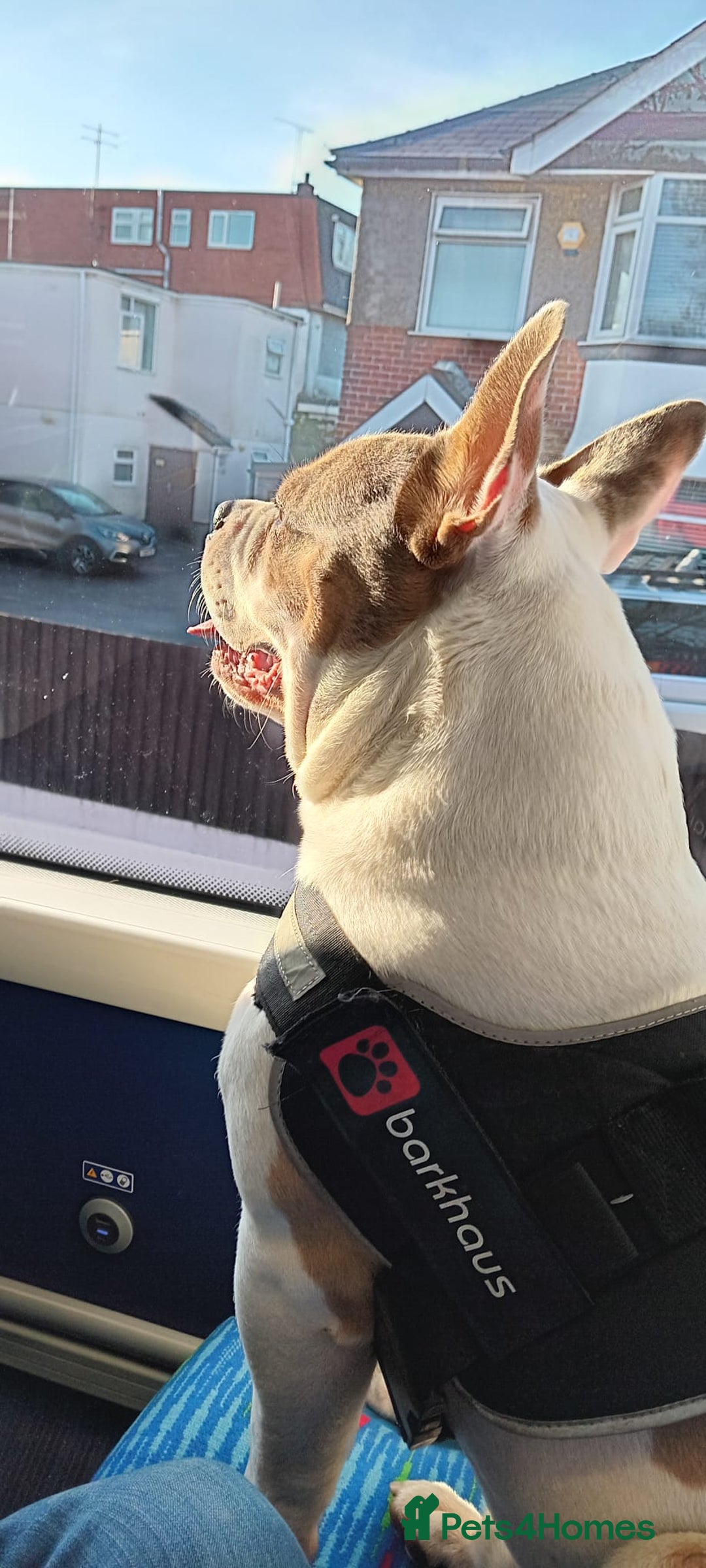 Mixed Breed dogs for sale: French bulldog cross pocket bully - Image 3