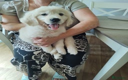 Golden Retriever dogs for sale: Golden retriever  - Image 7