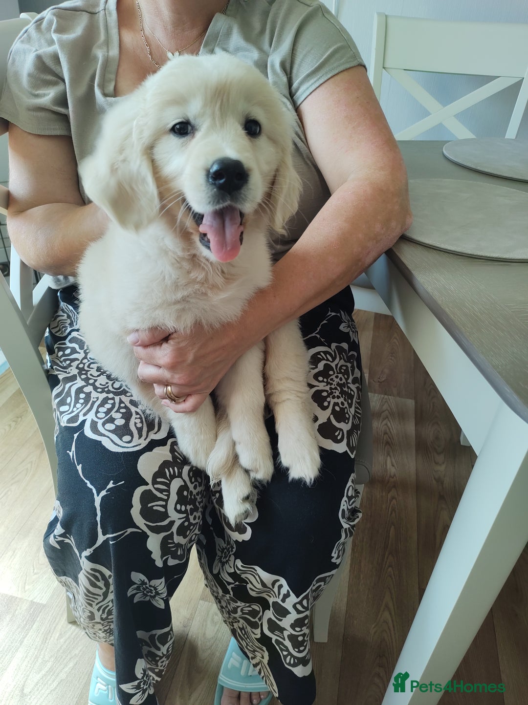 Golden Retriever dogs for sale: Golden retriever  - Image 7