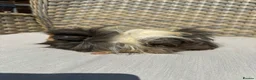 Guinea Pig rodents for sale: 5 Handsome long haired male guinea pigs. - Advert 5