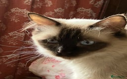 Ragdoll cats for sale: Ragdoll Cross Female Kittens - Image 11