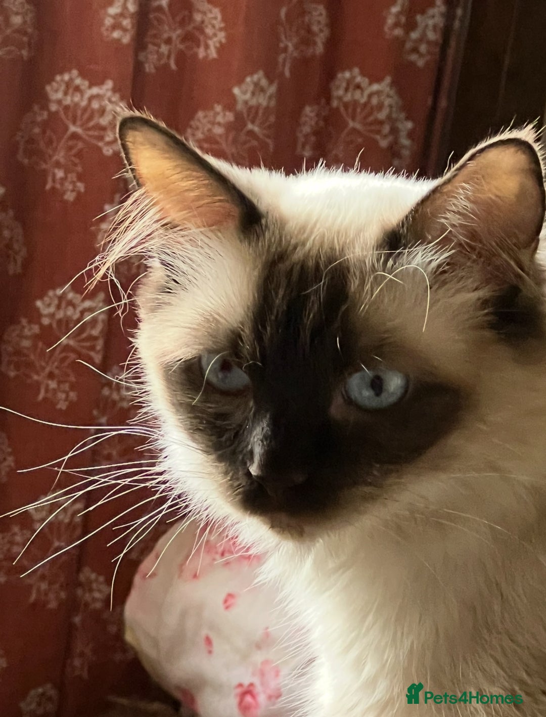 Ragdoll cats for sale: Ragdoll Cross Female Kittens - Image 11