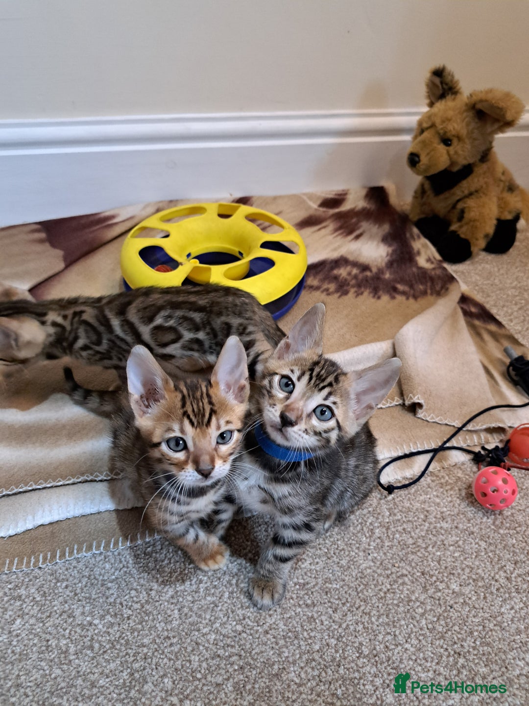 Bengal cats for sale: Stunning TICA Bengals - Image 15