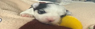 Morkie Puppy 2