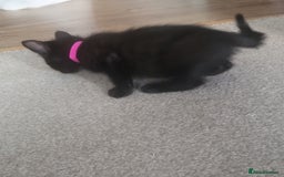 Domestic Shorthair cats for sale: Kittens - Image 4