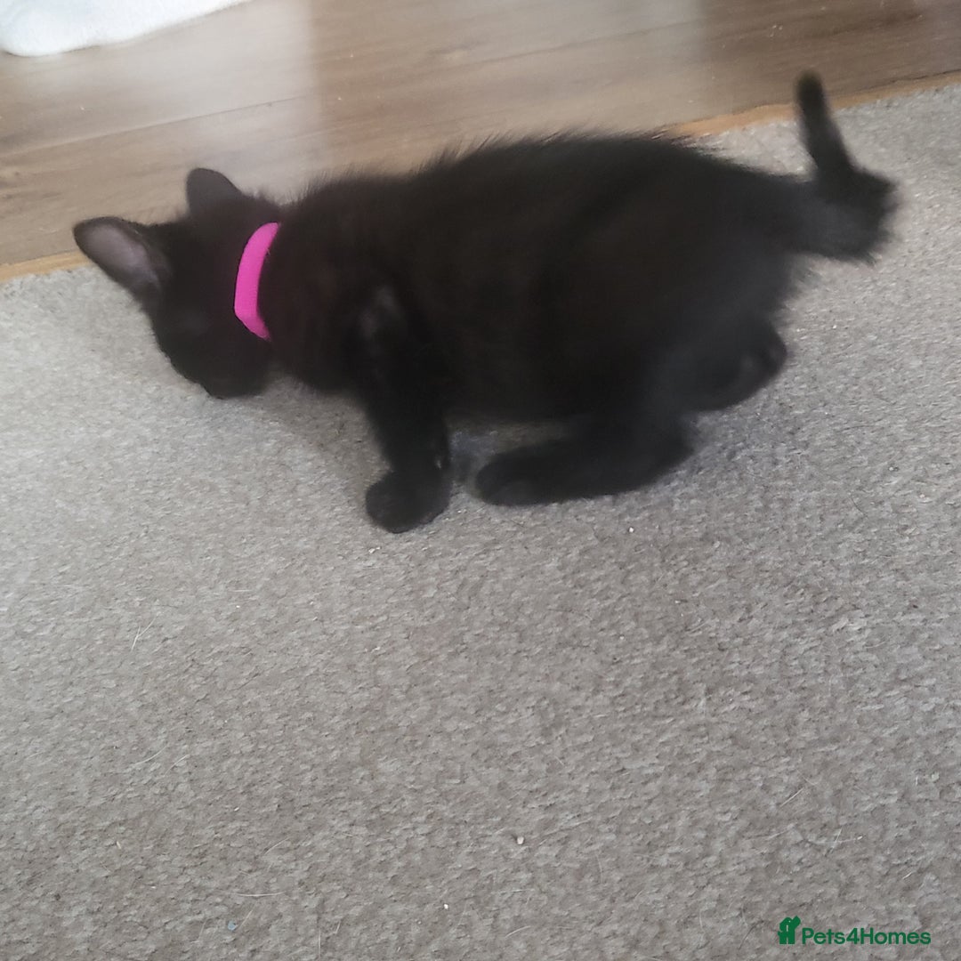 Domestic Shorthair cats for sale: Kittens - Image 4
