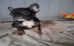 French Bulldog dogs for sale: 4 beautiful French Bulldog  - Advert 7