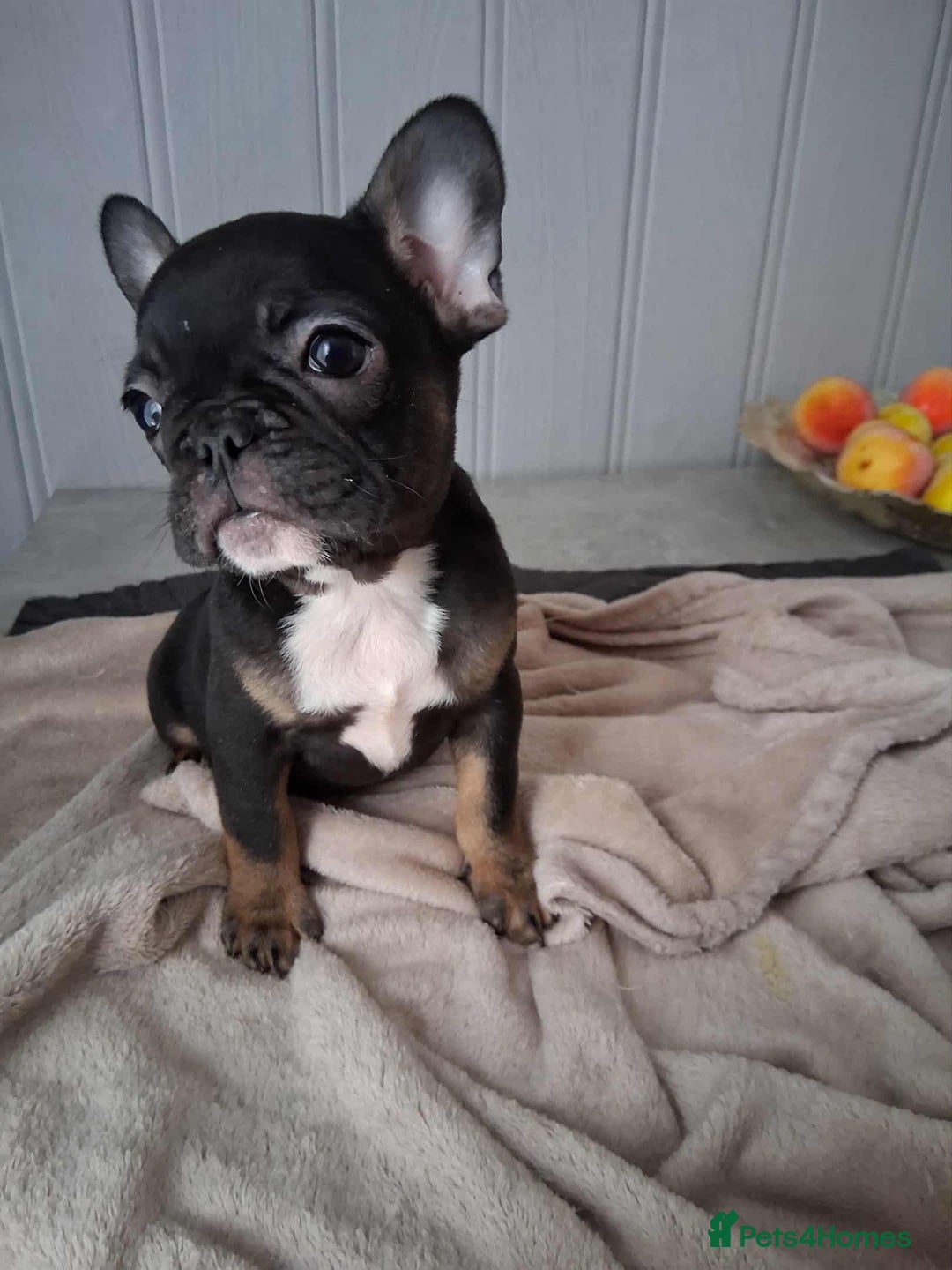 French Bulldog dogs for sale: 4 beautiful French Bulldog  - Advert 7