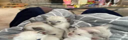 Siamese cats for sale: Traditional Siamese Kittens – 5 Available in Llanelli - Advert 4