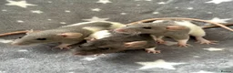 Rat rodents for sale: Baby Dumbo Dwarf Rats Male And Female  - Advert 1