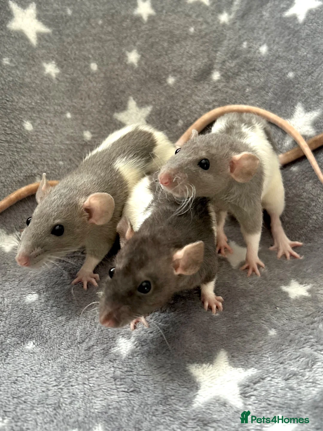 Rat rodents for sale: Baby Dumbo Dwarf Rats Male And Female  - Advert 1