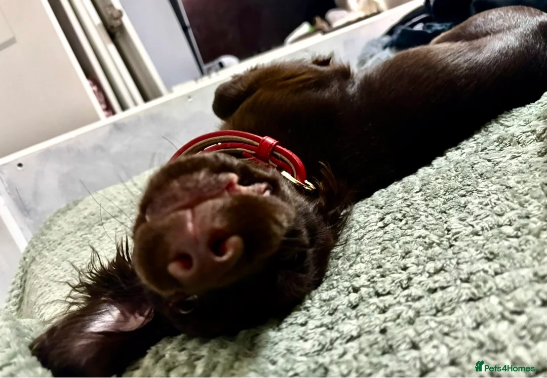 Cocker Spaniel dogs for adoption: Nova English cocker spaniel 6 months old girl. - Advert 2