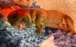 Mixed Breed dogs for sale: Mastibull puppies for sale  - Image 10