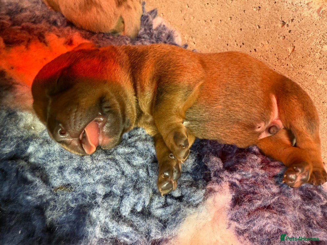 Mixed Breed dogs for sale: Mastibull puppies for sale  - Image 10