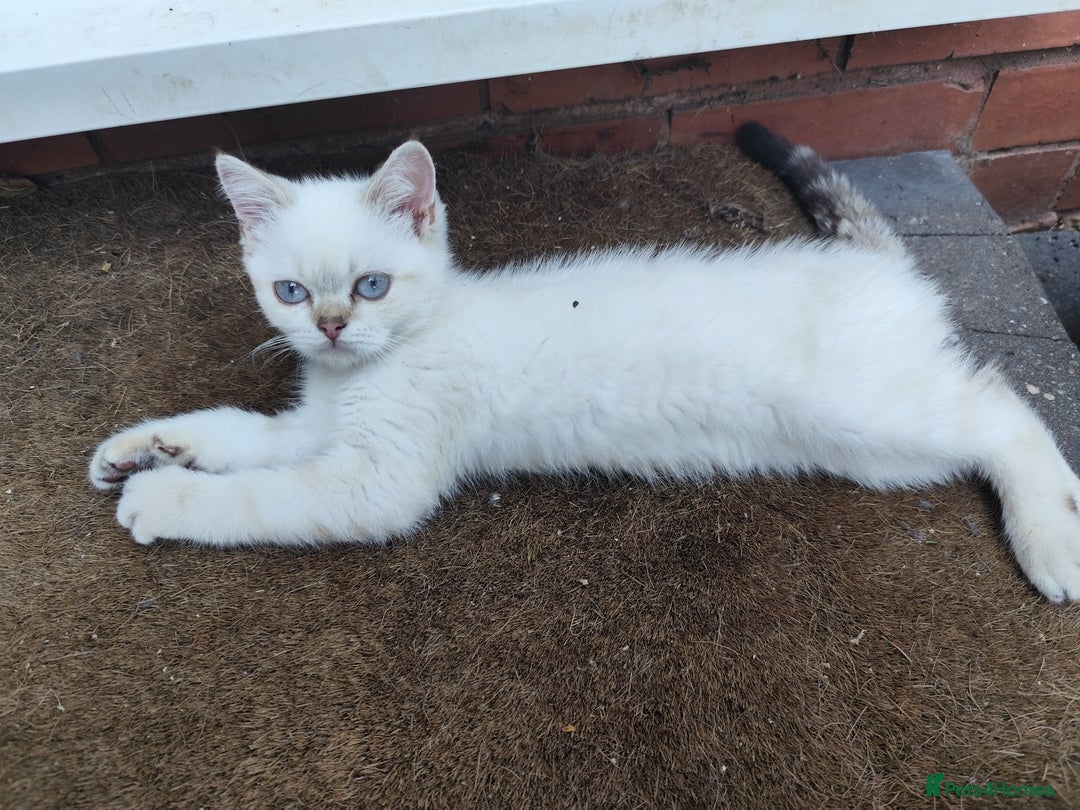 British Shorthair cats for sale: British short hair pure breed - Image 2