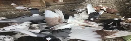 Pigeons birds for sale: Roller pigeons  in Hartlepool - Advert 5