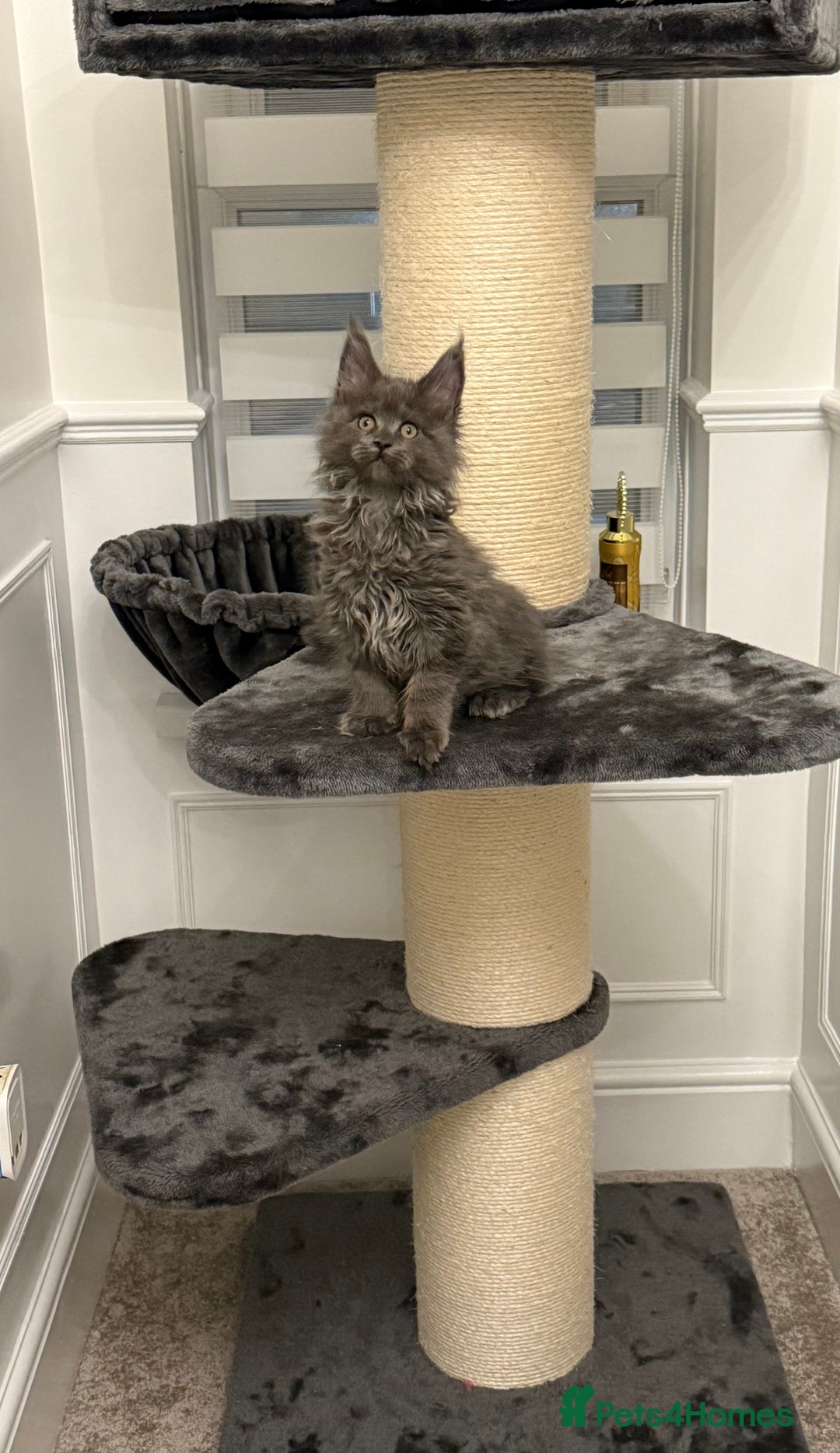 Maine Coon cats for sale: Gorgeous kittens  - Advert 4