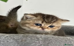 British Shorthair cats for sale: KITTENS AVAILABLE FROM CHAMPION GOLDEN LINES 🐻⭐️ - Image 3
