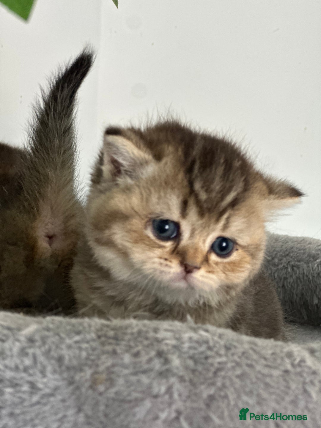 British Shorthair cats for sale: KITTENS AVAILABLE FROM CHAMPION GOLDEN LINES 🐻⭐️ - Image 3