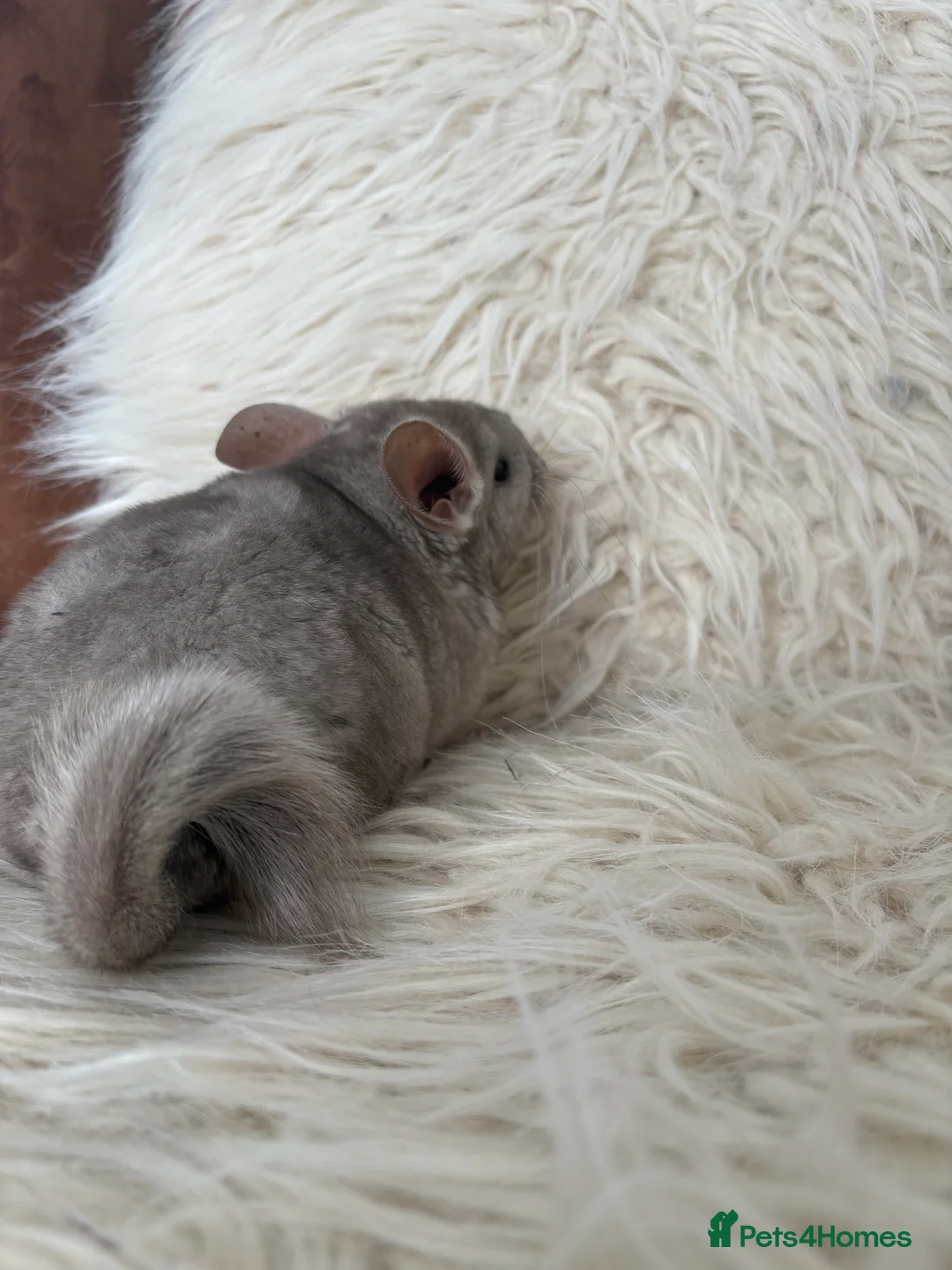 Chinchilla rodents for sale: 2 girl chinchillas ready for new home  - Advert 7