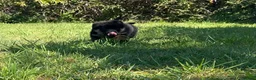 German Shepherd dogs for sale: Quality Litter of GSD (All has now been reserved) - Advert 8