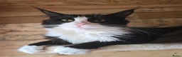 Maine Coon cats for sale: Stunning Active Adult Female Black Bicolor - Advert 17