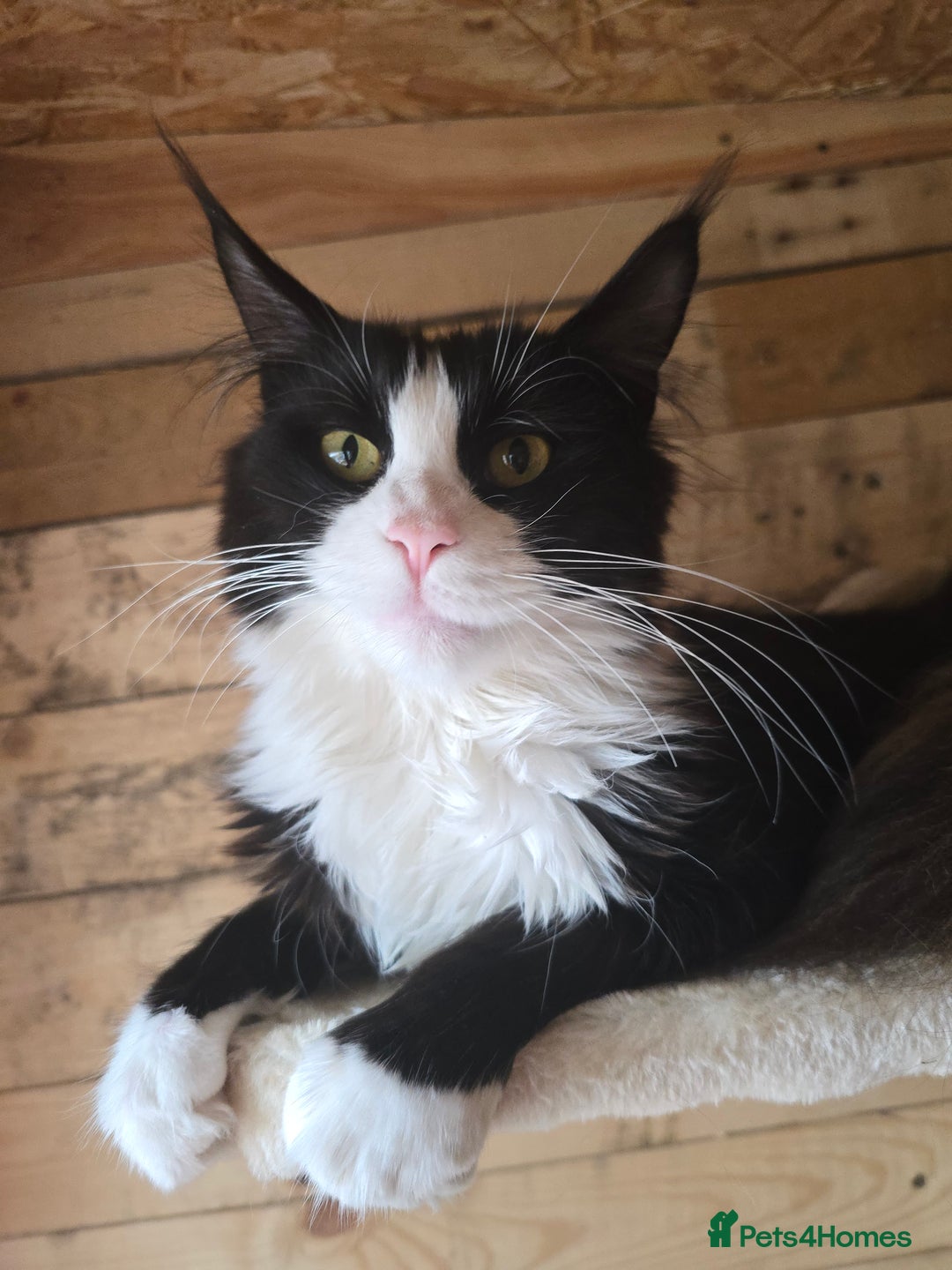 Maine Coon cats for sale: Stunning Active Adult Female Black Bicolor - Advert 17