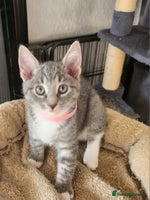 Mixed Breed cats - Advert 14