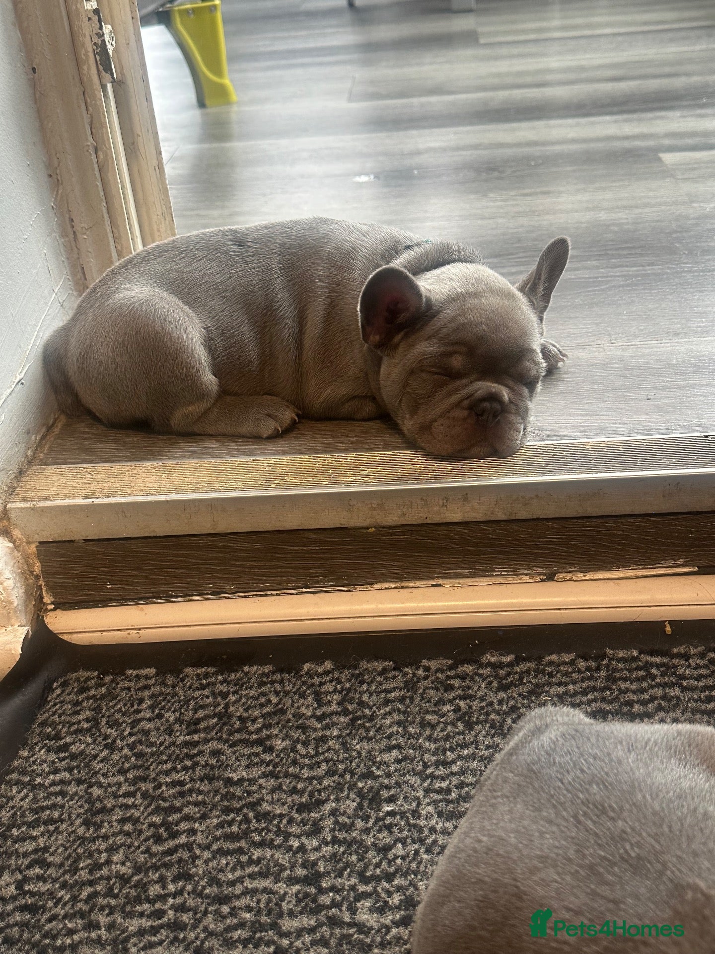 French Bulldog dogs FRENCH BULLDOGS  - Advert 2