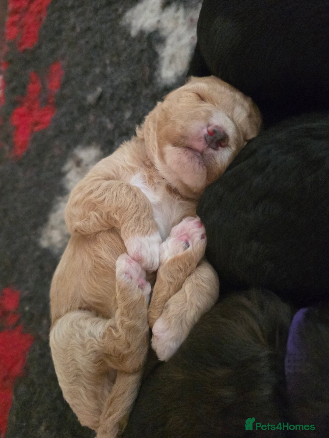 Cavapoo dogs for sale: Cavapoo puppies  - Image 7