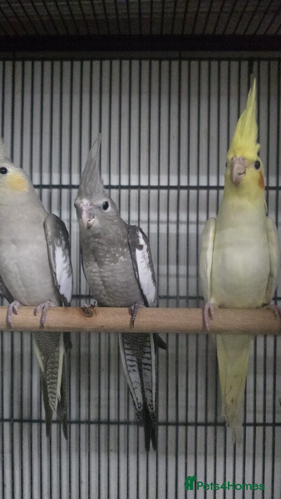 Cockatiels birds Cockatiel - Advert 1