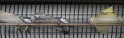 Cockatiels birds for sale: Cockatiel - Advert 1
