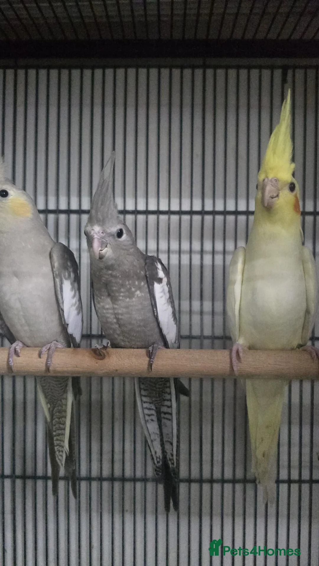 Cockatiels birds for sale: Cockatiel - Advert 1